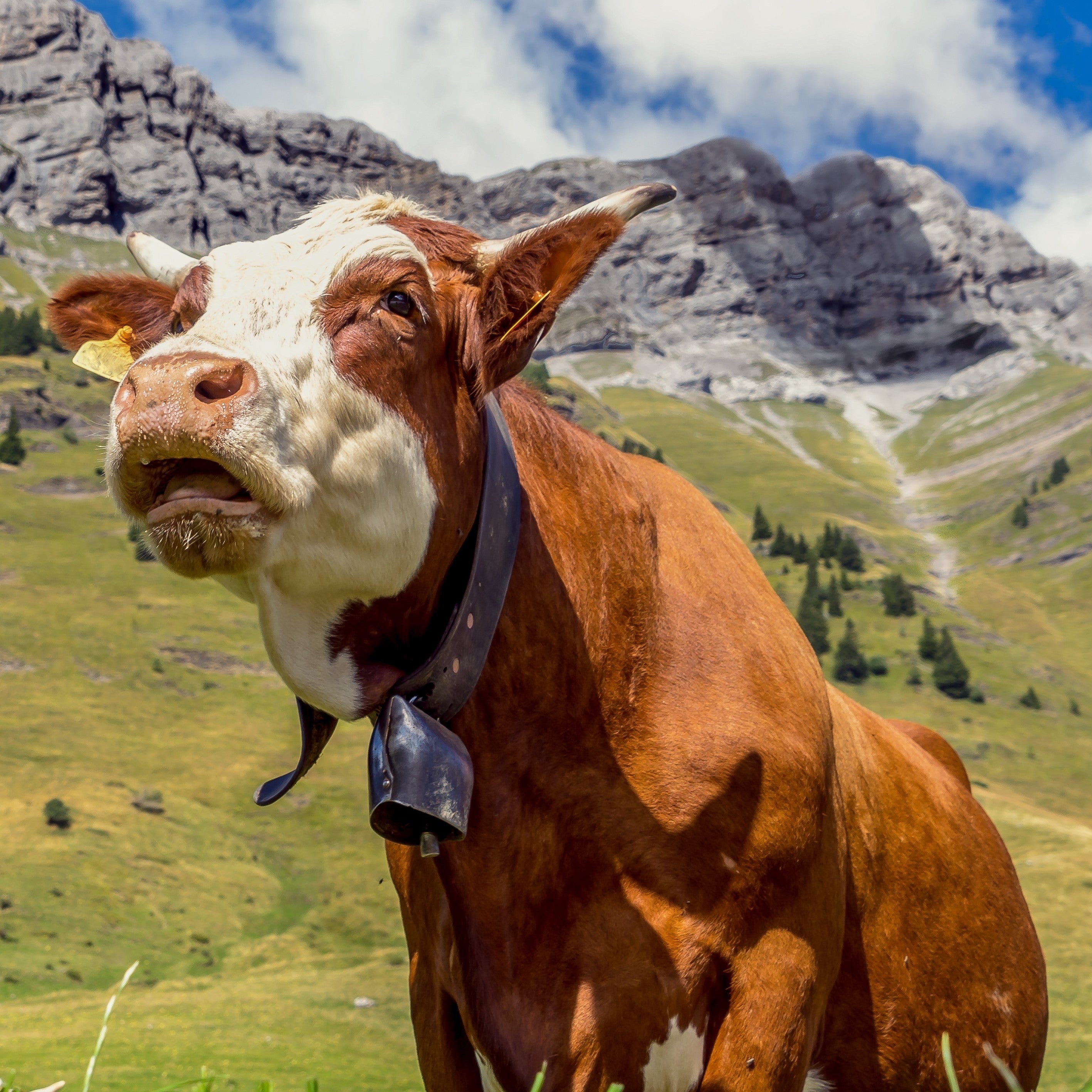Vache